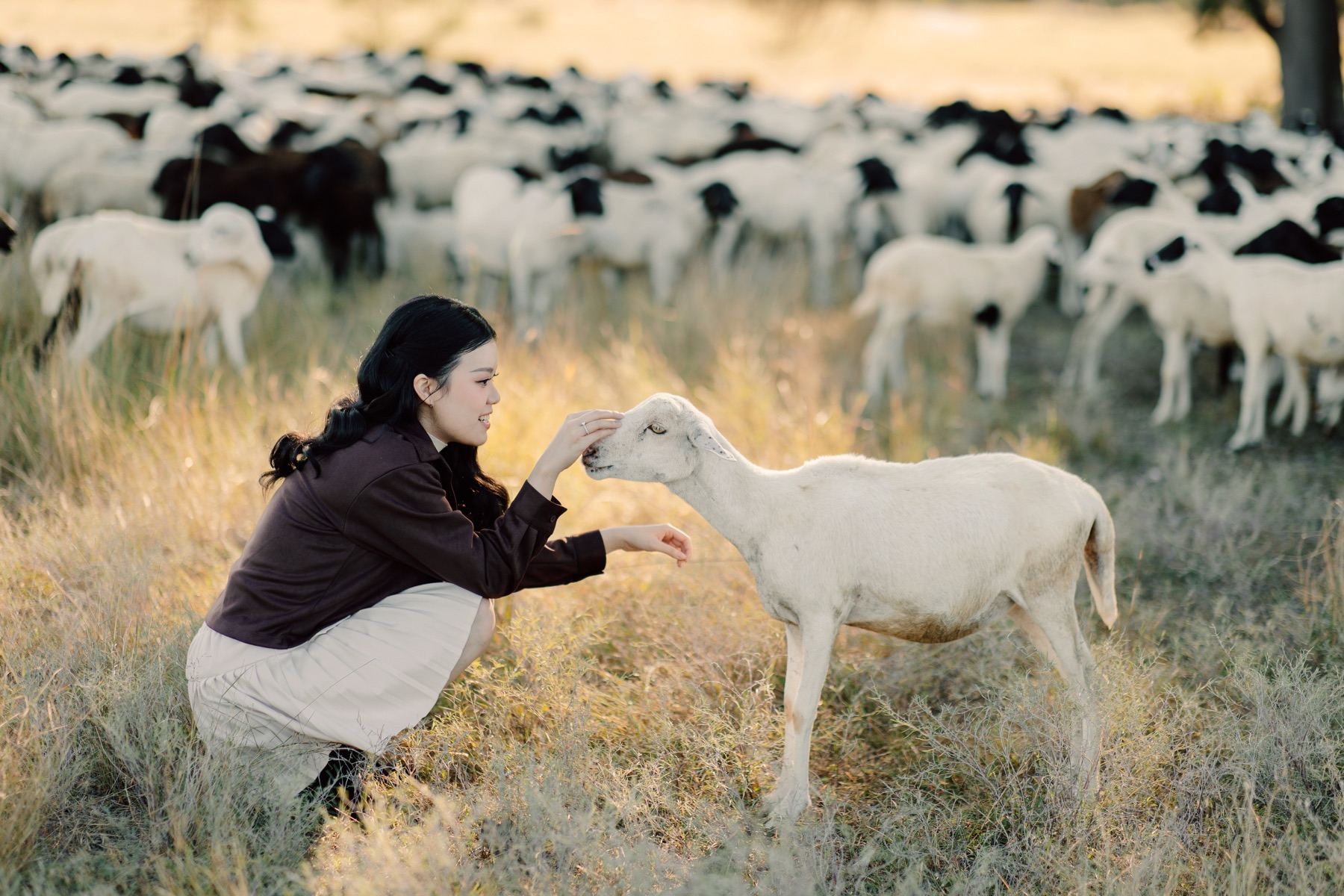 Feli gently petting a curious white lamb in the golden grass